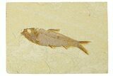 Fossil Fish (Knightia) - Wyoming #295526-1